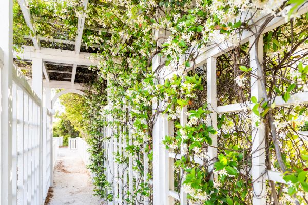 Cost of Trellis Repair in Bend