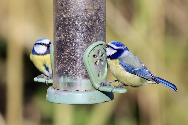 Bird Feeder Mounting Service in Bend