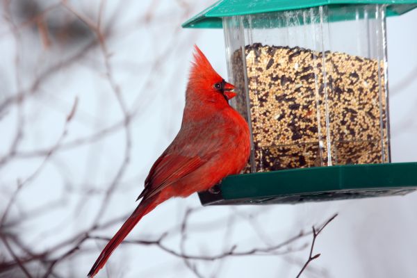 Bird Feeder Hanging in Bend